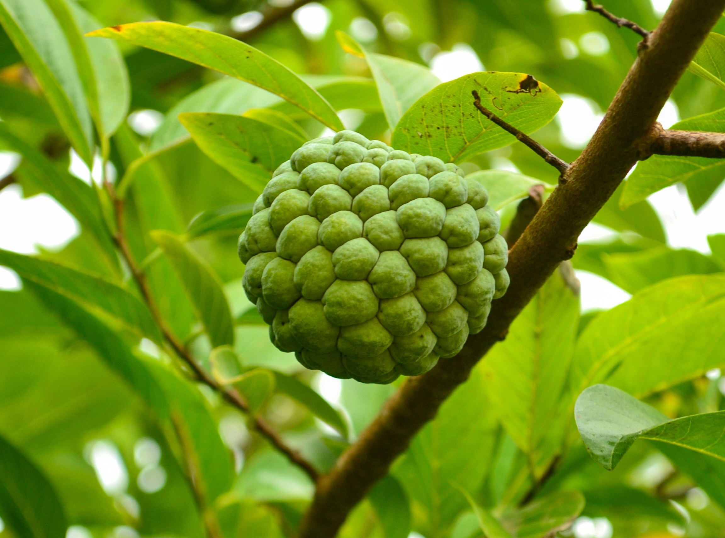 sweetsop